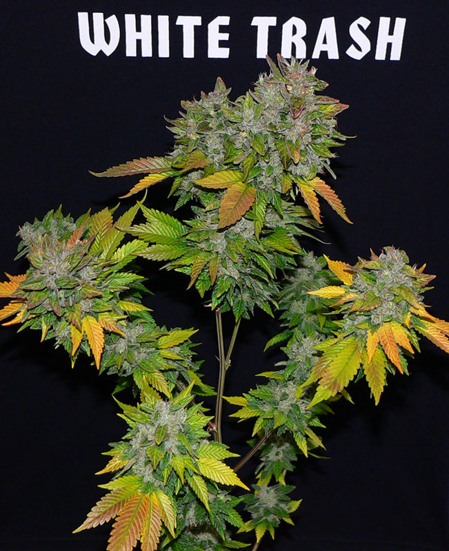Chem dog history 7