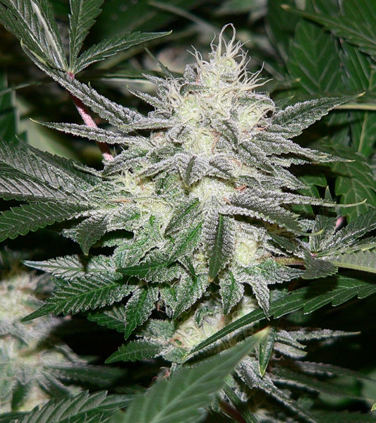 Chem dog history 8