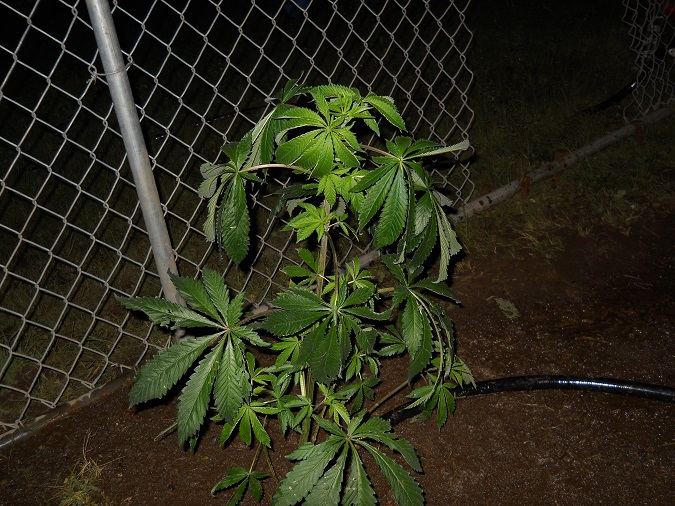 Chem hybrid 2