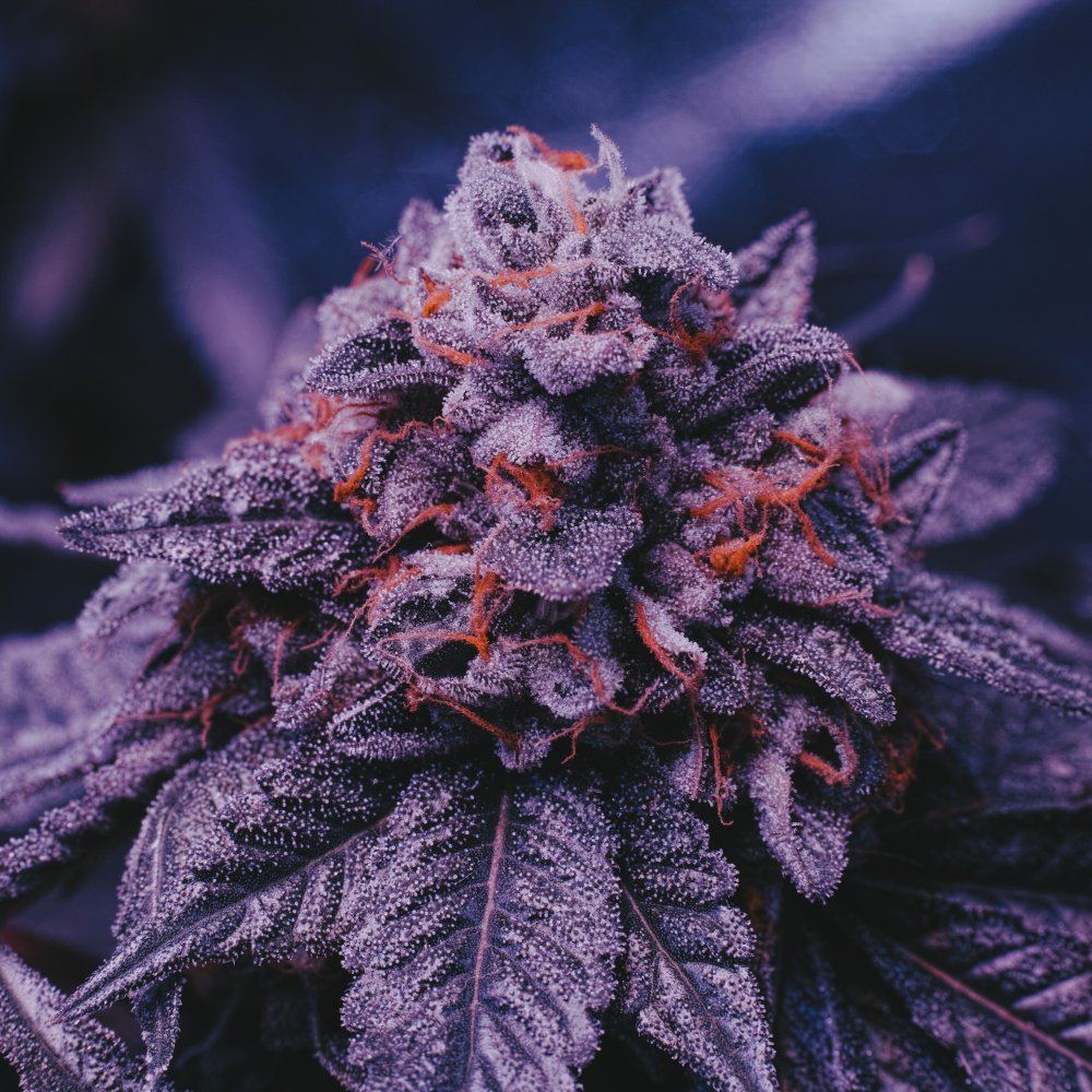 Chem kush pix 2