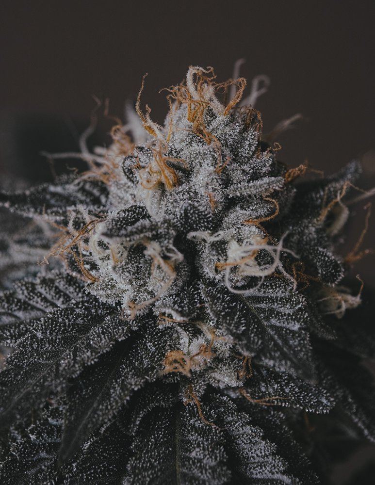 Chem kush pix 4