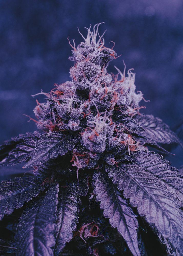 Chem kush pix 5