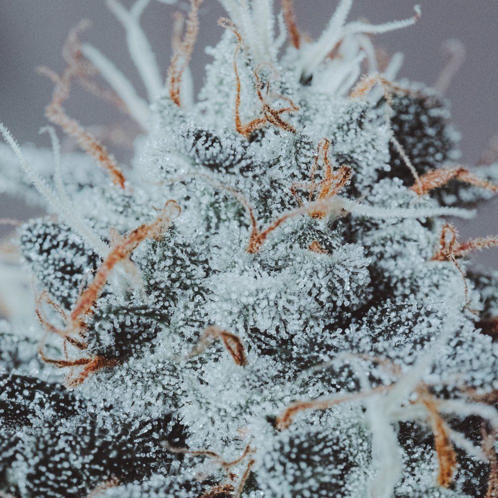 Chem kush pix 6