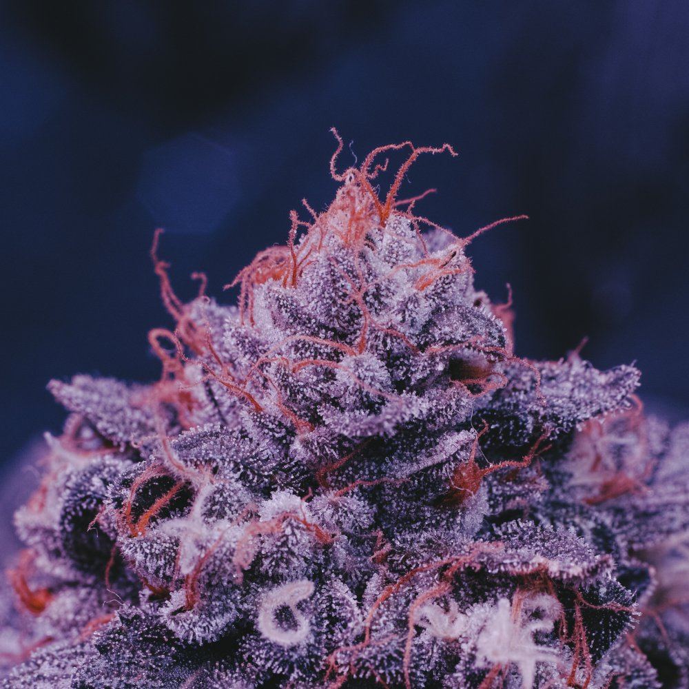 Chem kush pix
