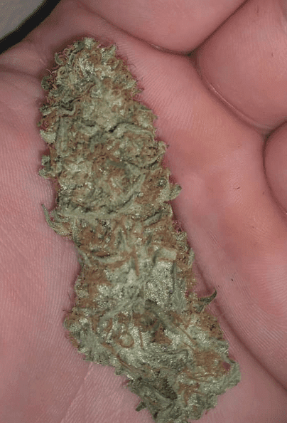 Chem s1 bud