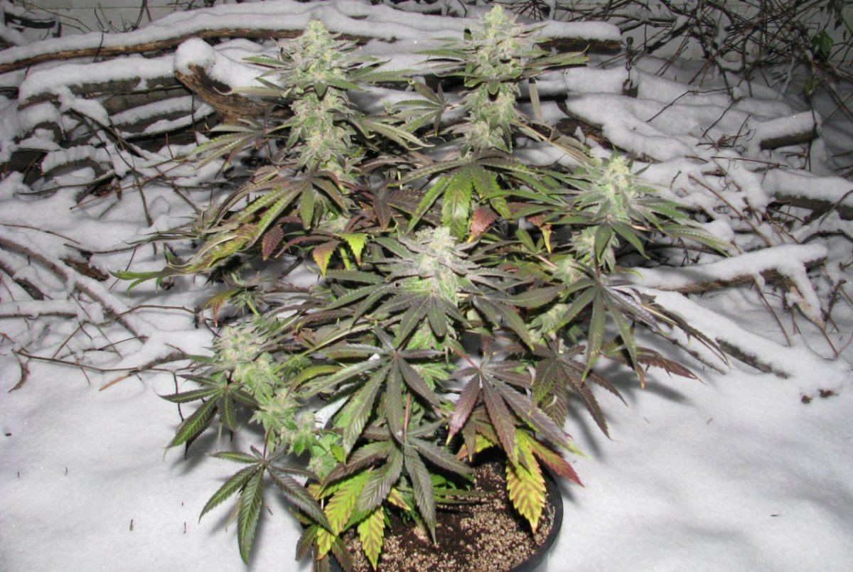 Chem urkle 2 christmas