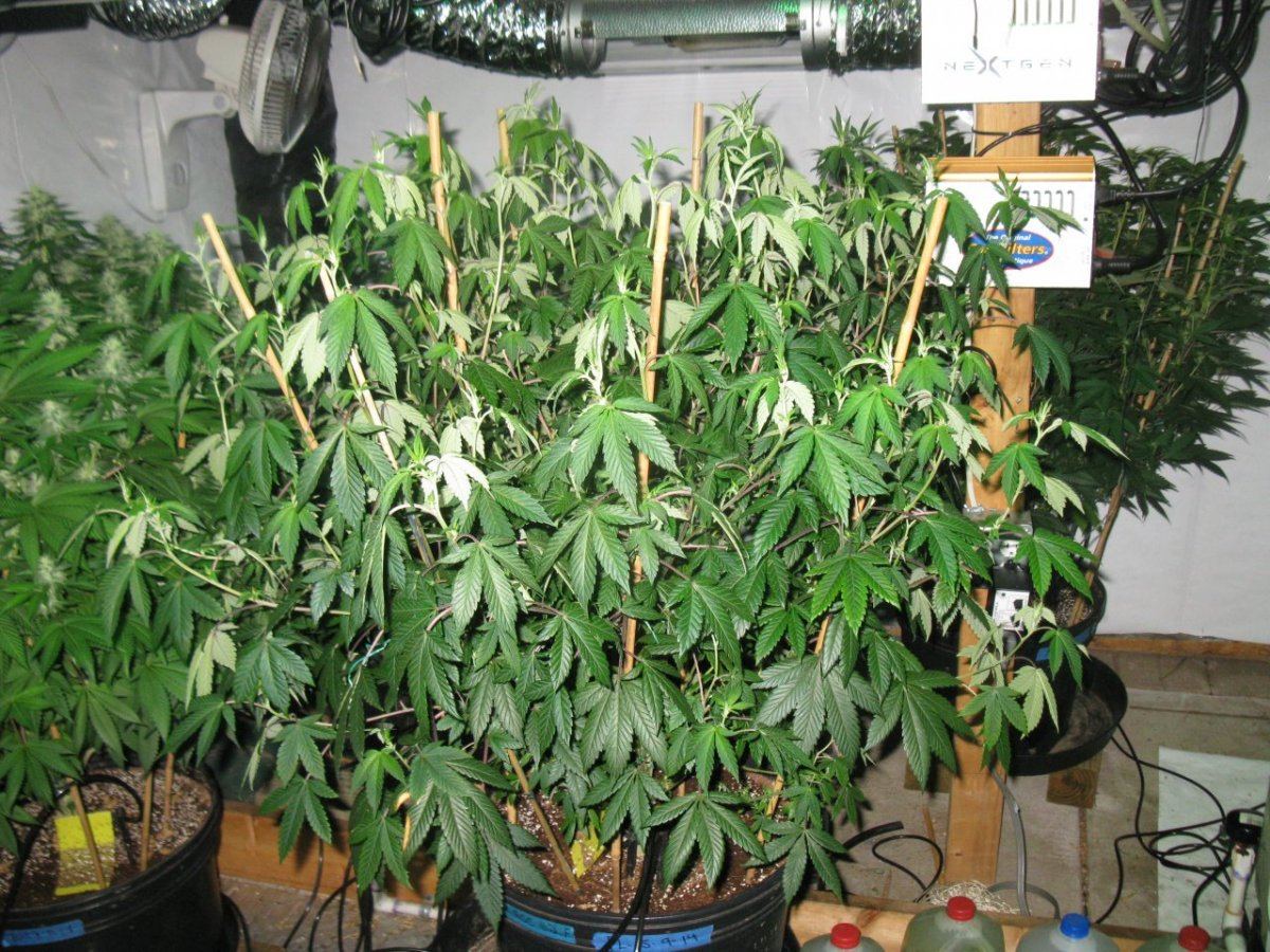 Chem x gsc 2 032