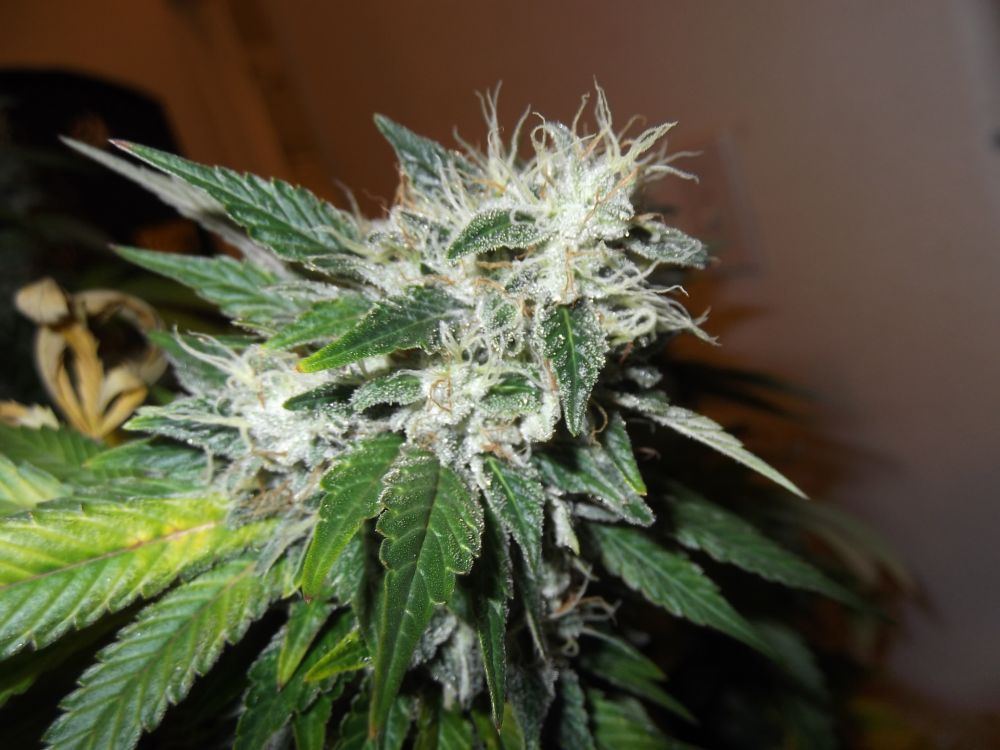 Chem4