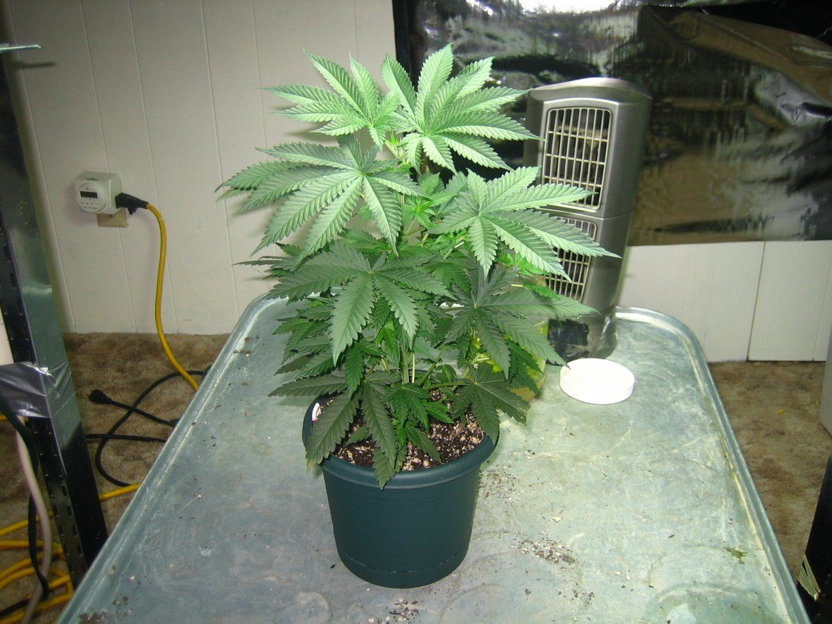 Chem4