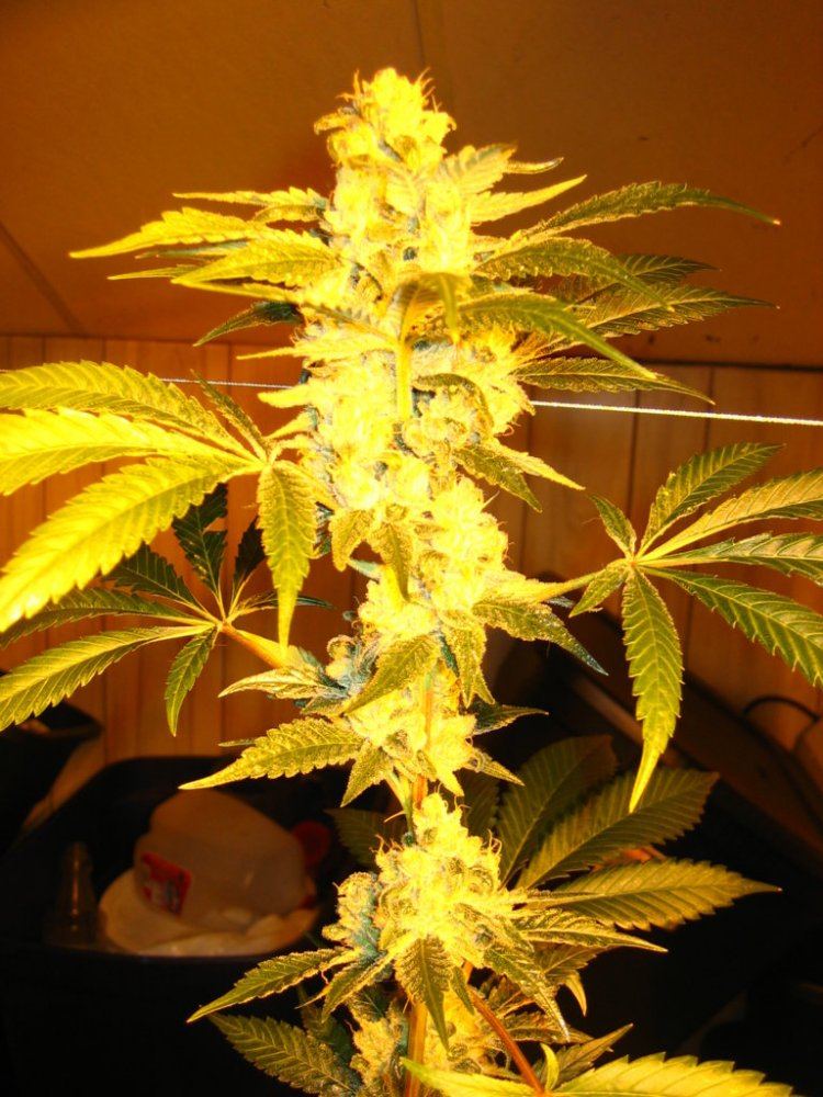 Chem4