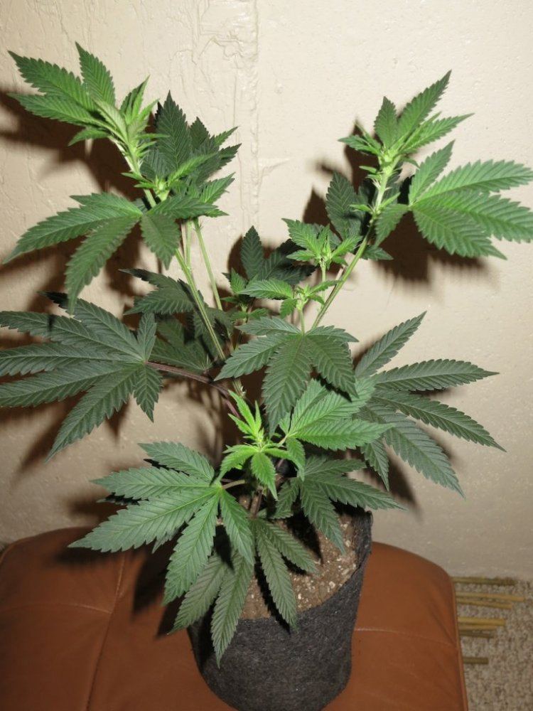 CHEM4 sf