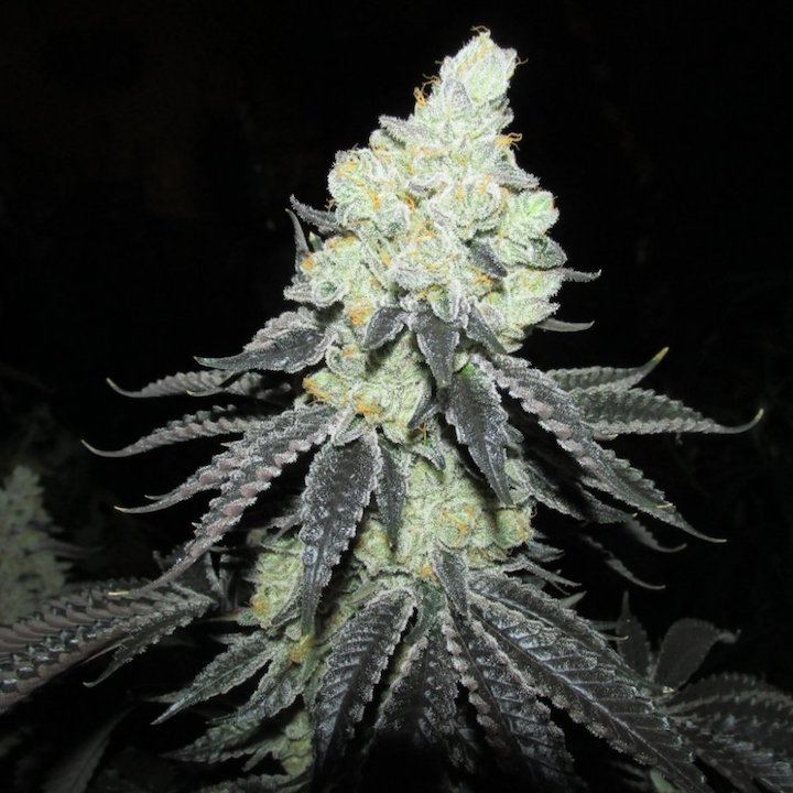Chem4 x gsc pheno 15