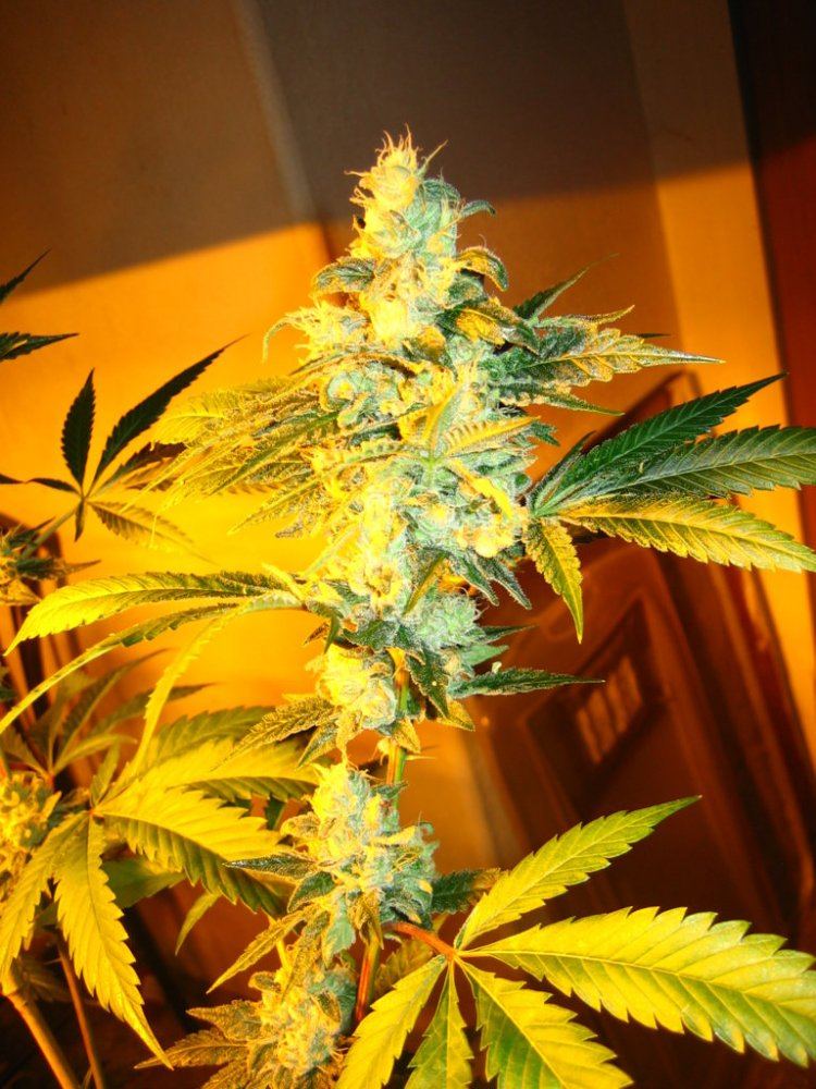 Chem44