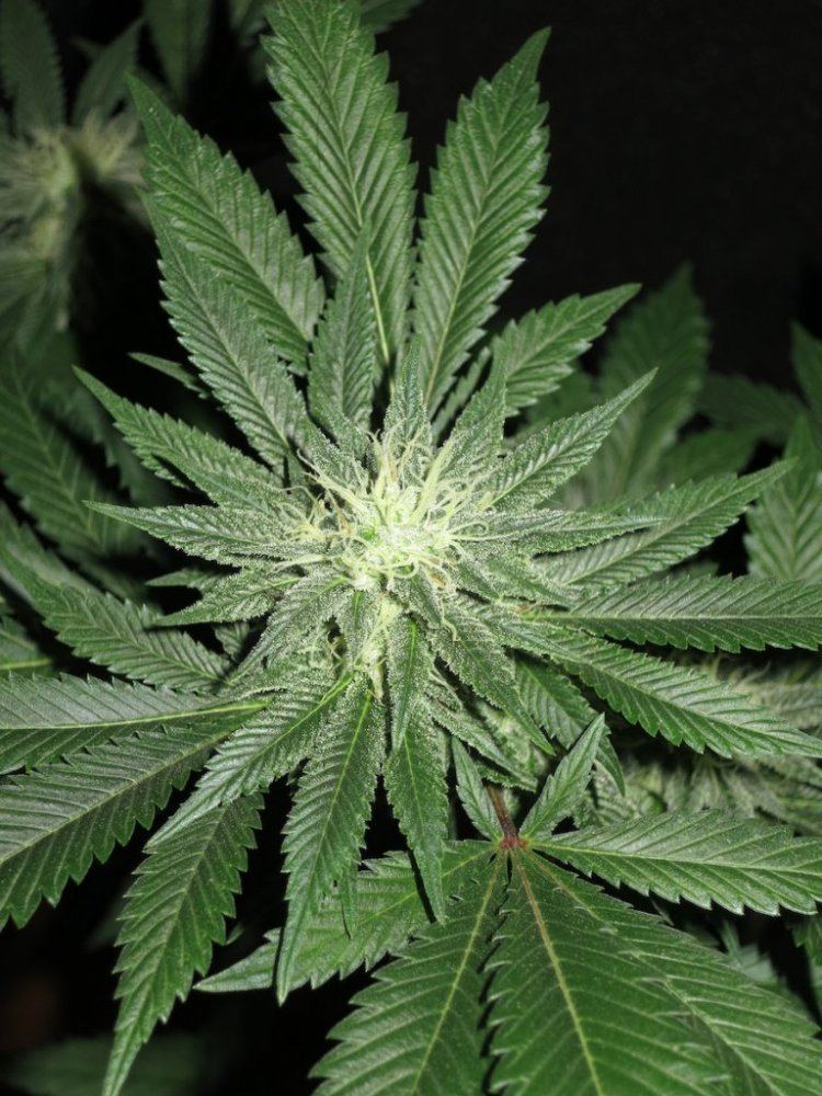 CHEM4NEW sf