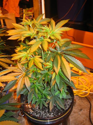 Chem4og1