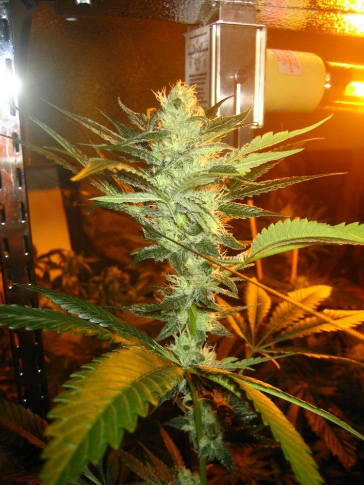 Chem4og1