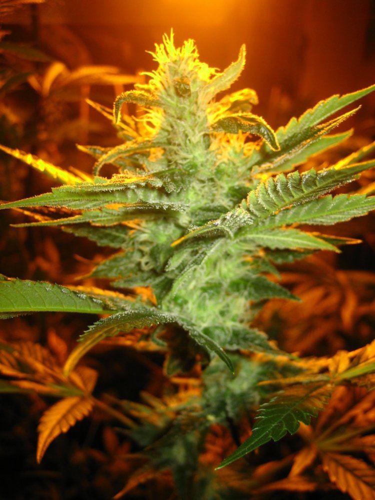 Chem4og2