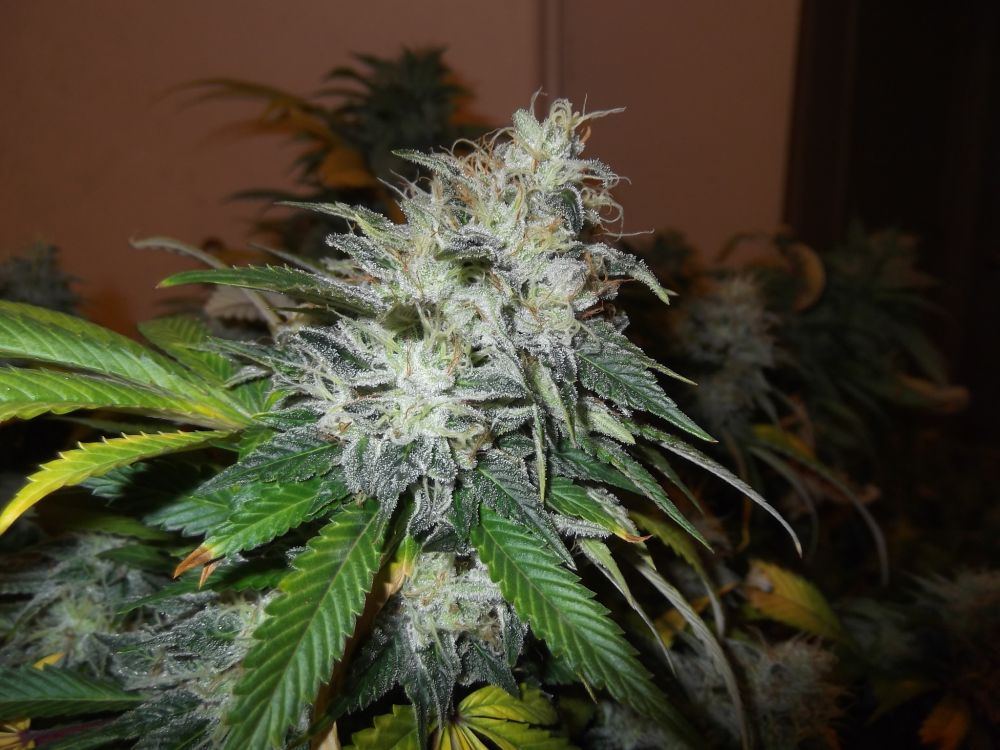 Chem6
