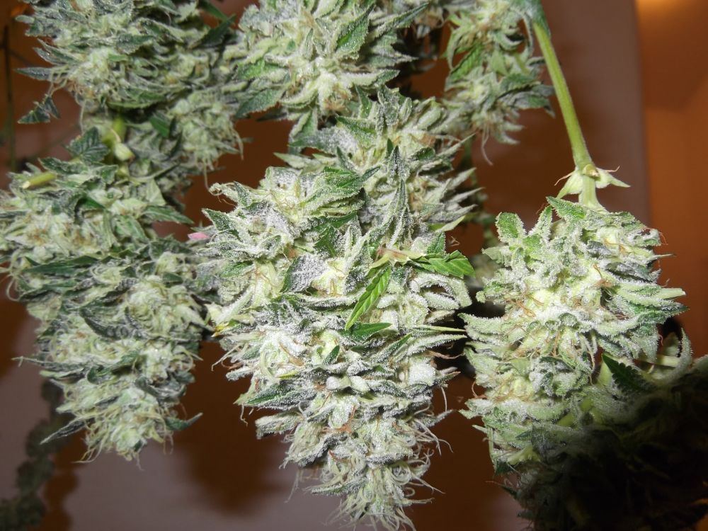 Chem7