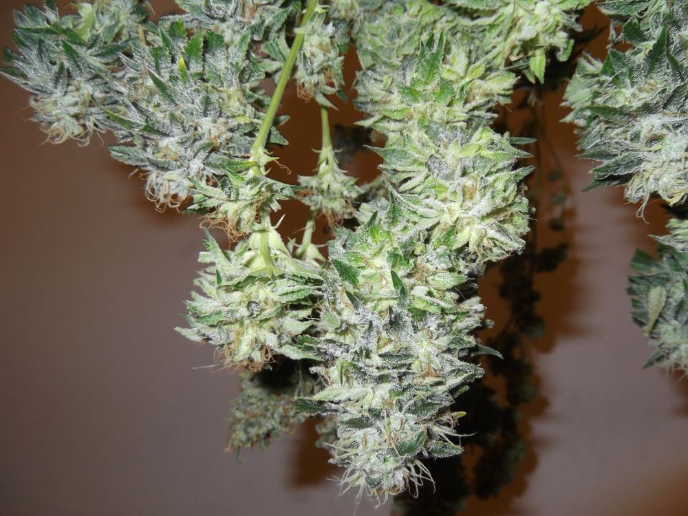 Chem9