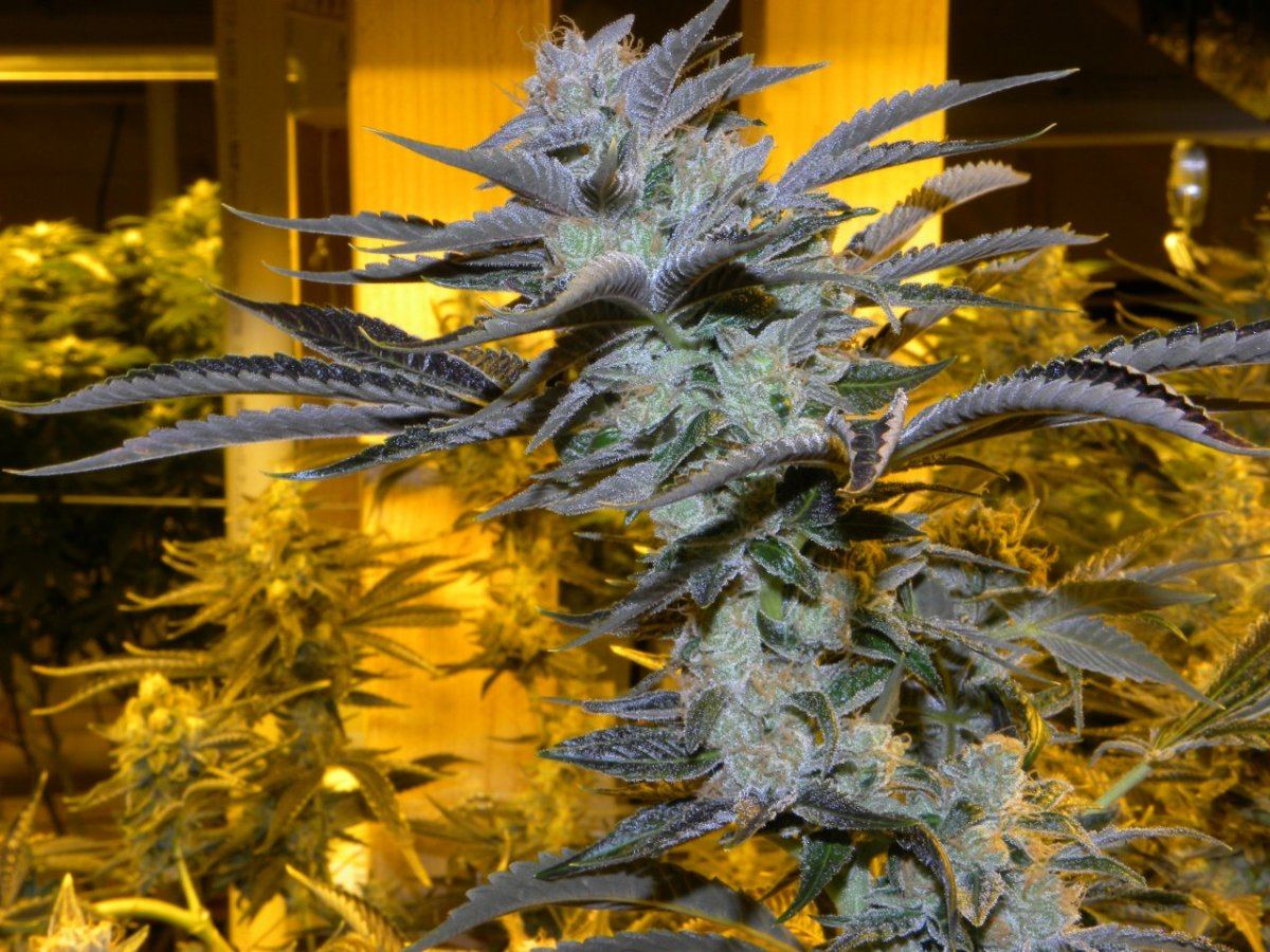 Chem91