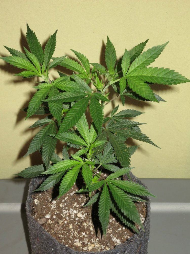 CHEM91 sf