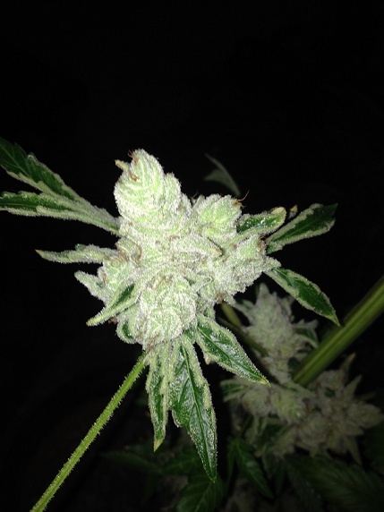 Chem91 x bubba 1