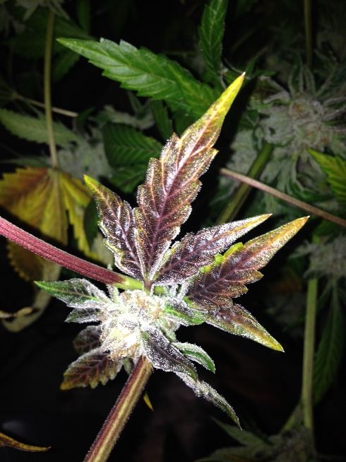 Chem91 x bubba 3