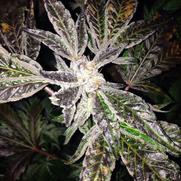 Chem91 x bubba 4