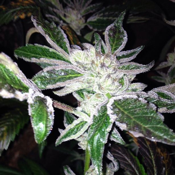Chem91 x bubba 5