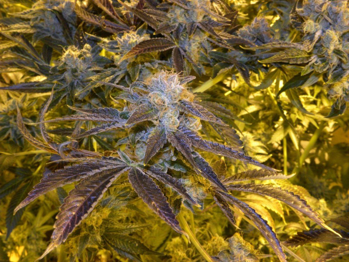 Chem91 1