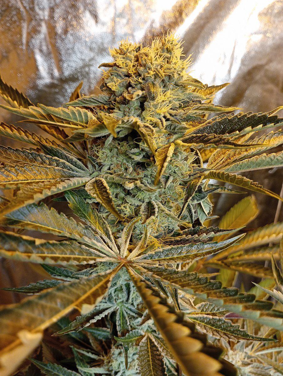 chem91xogxstardawg-jpg.2369255