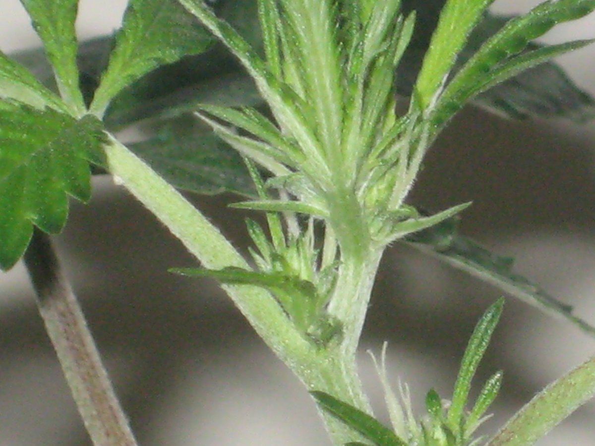 Chemband1 day16f a