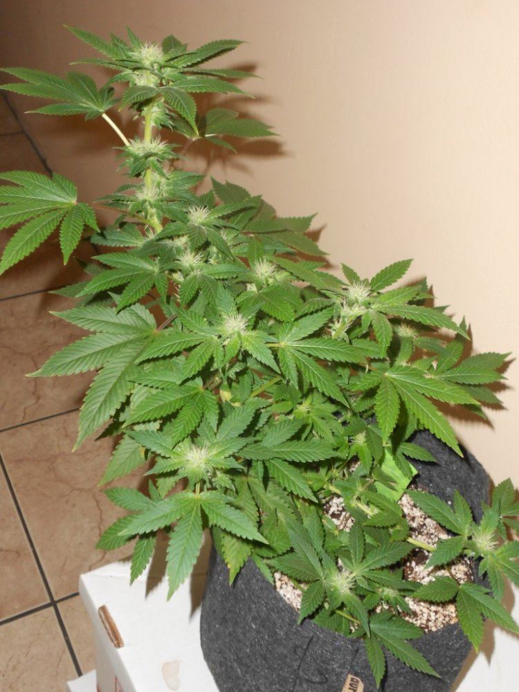 Chemberry2   24 days Full plant