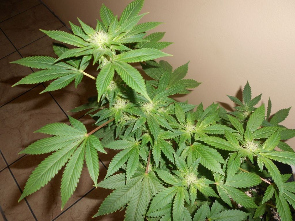 Chemberry2   24 days