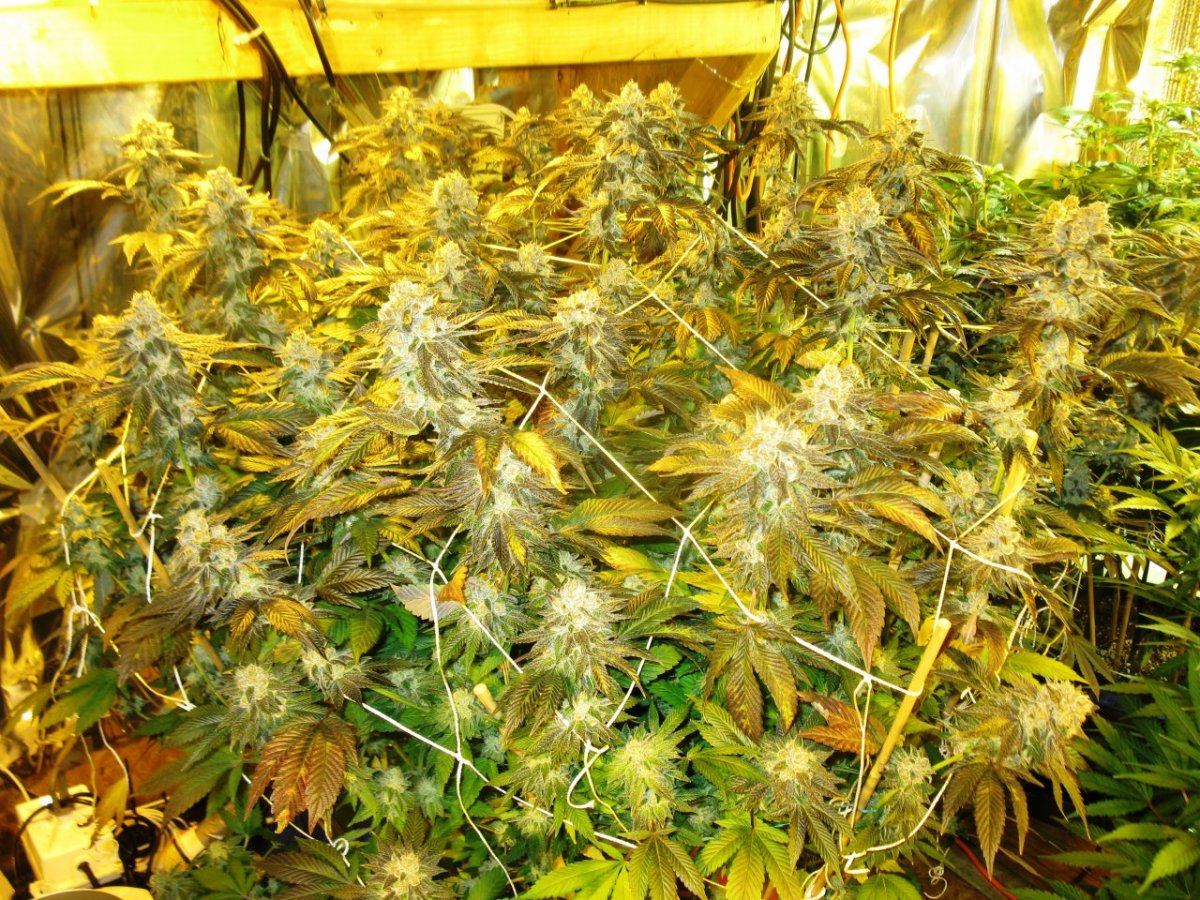Chemcookie 001