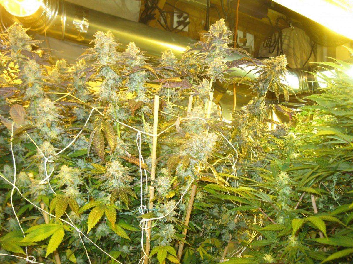 Chemcookie 002