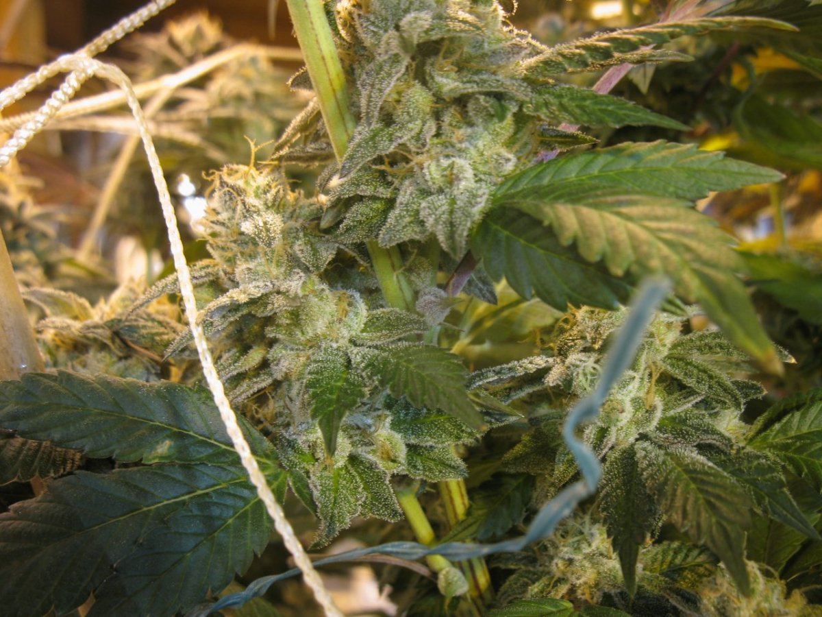 Chemcookie 013