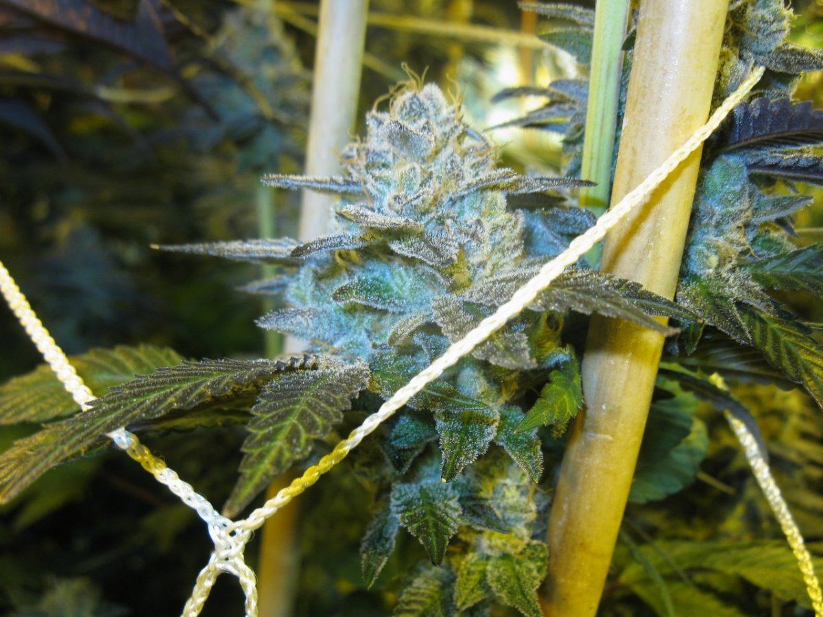 Chemcookie 019