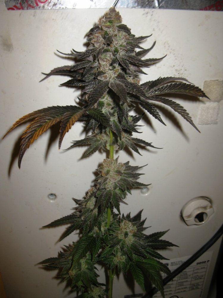 Chemcookie 025