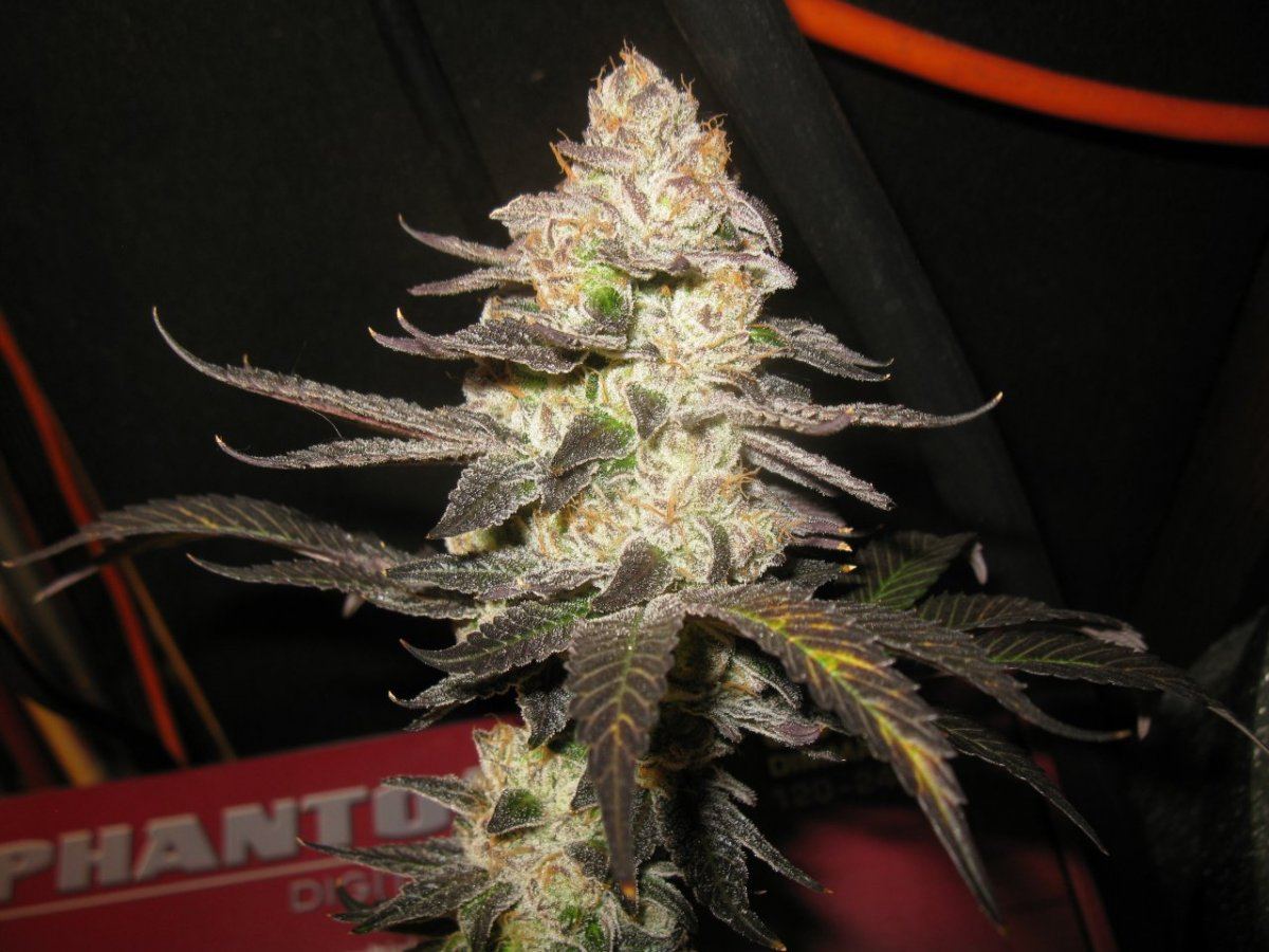Chemcookie 028