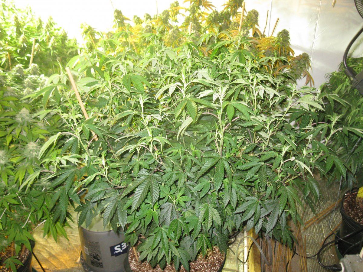Chemcookie 5 010