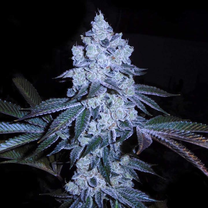Chemcookies copy