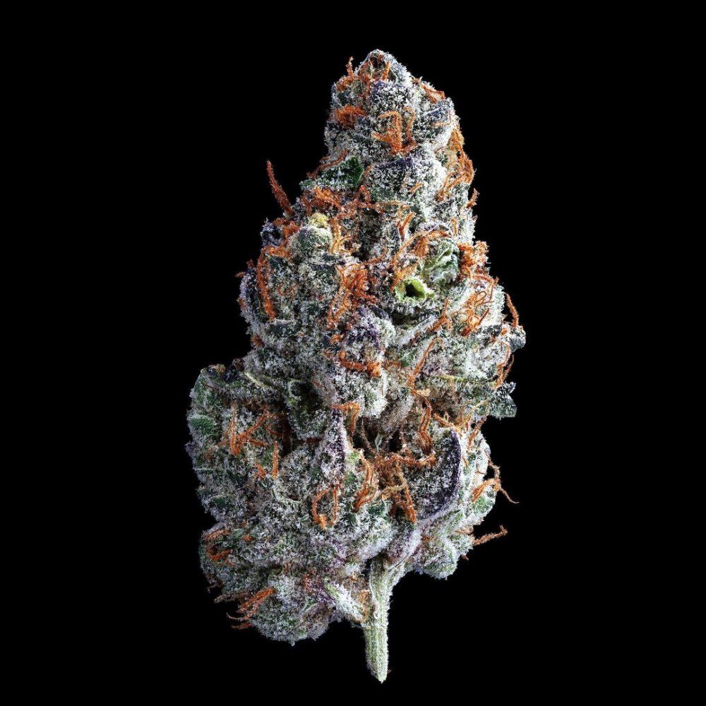 Chemcookies 169