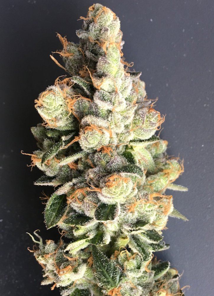 Chemcookies draco