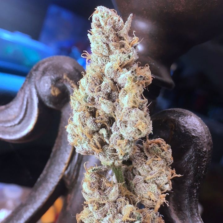 Chemcookies draco