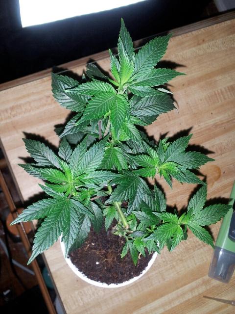 Chemd mom1