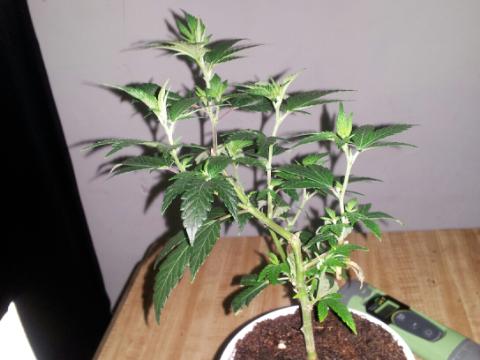 Chemd mom2
