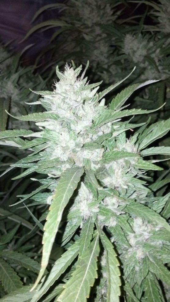 ChemD preharvest1