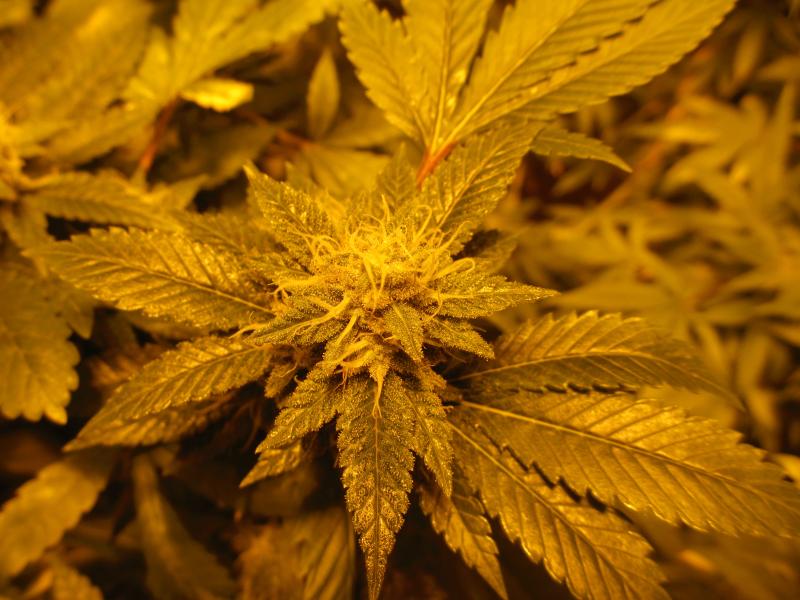 Chemdawg20D204